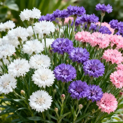 🌱Premium Cornflower Seeds: No Green Thumb Required! 🌸