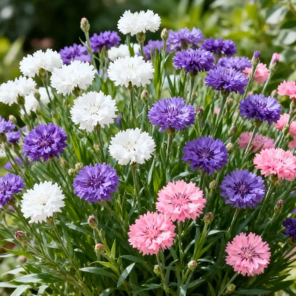 🌱Premium Cornflower Seeds: No Green Thumb Required! 🌸